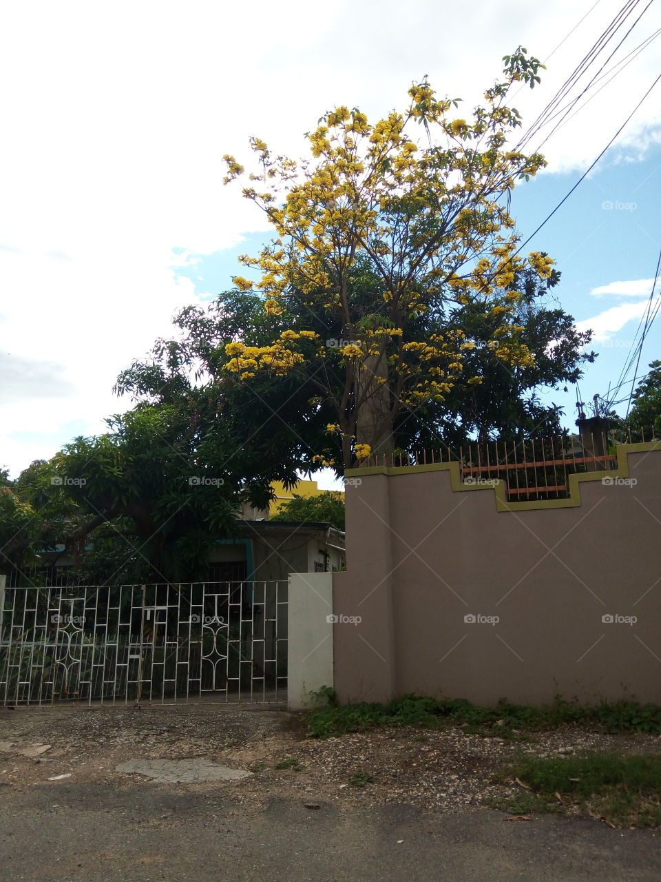 Tree, No Person, Landscape, Environment, Road