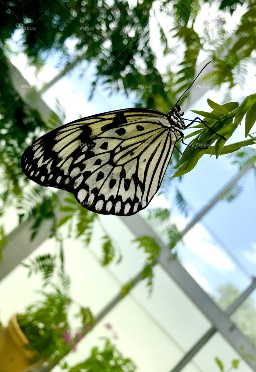Black & White Butterfly by Window