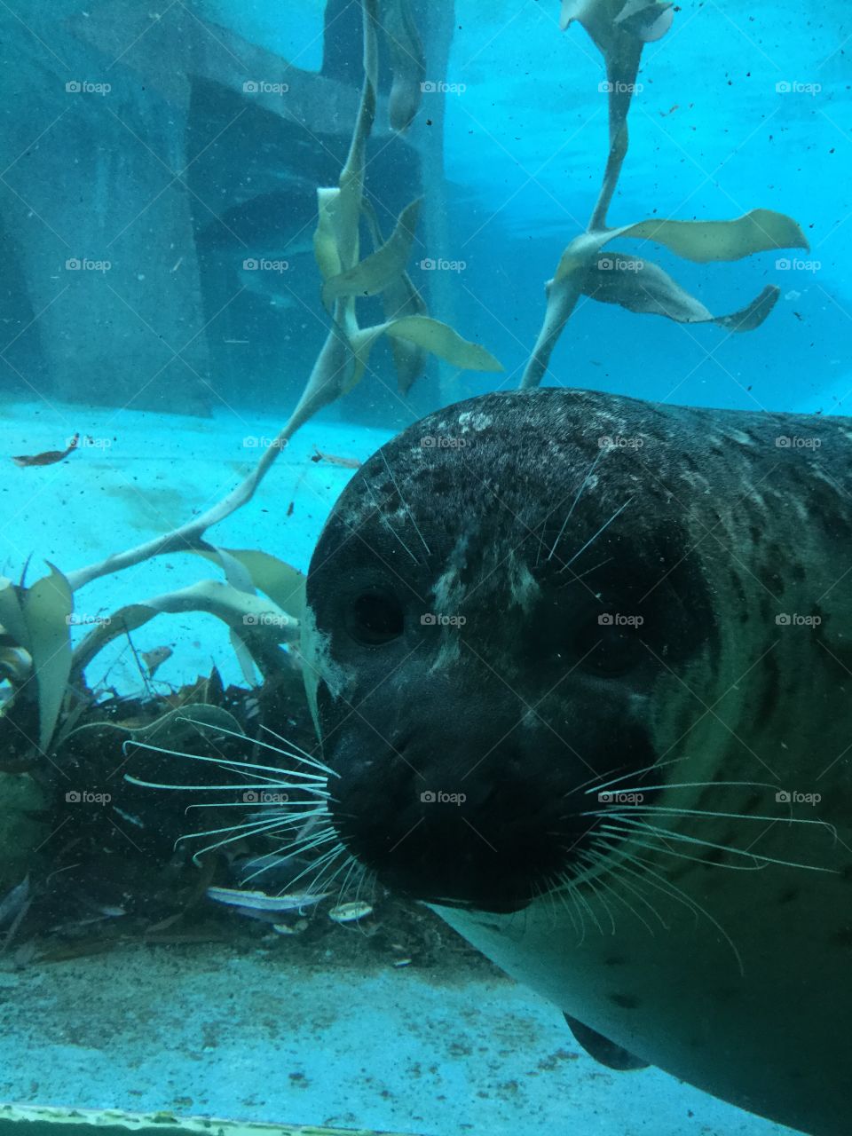 Seal at the Milwaukee County Zoo