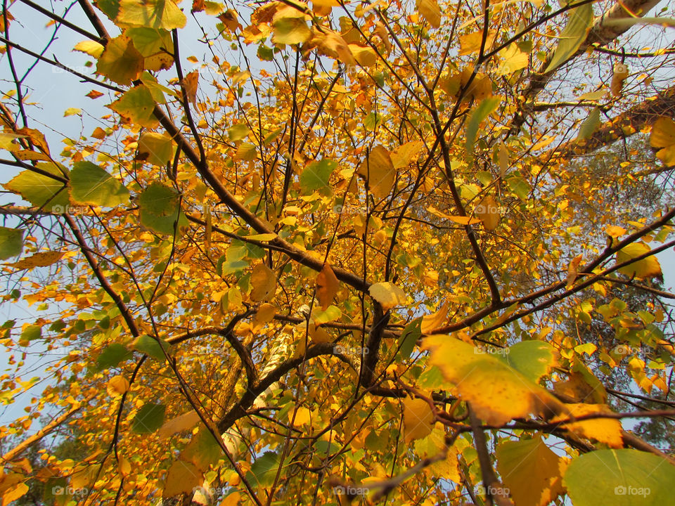 Orange tree 