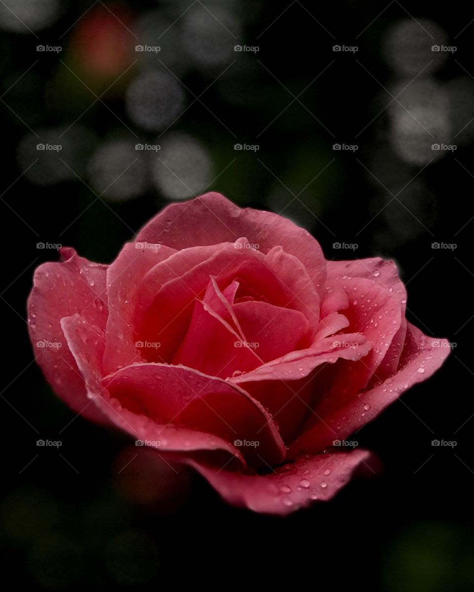 Pink rose in rain.