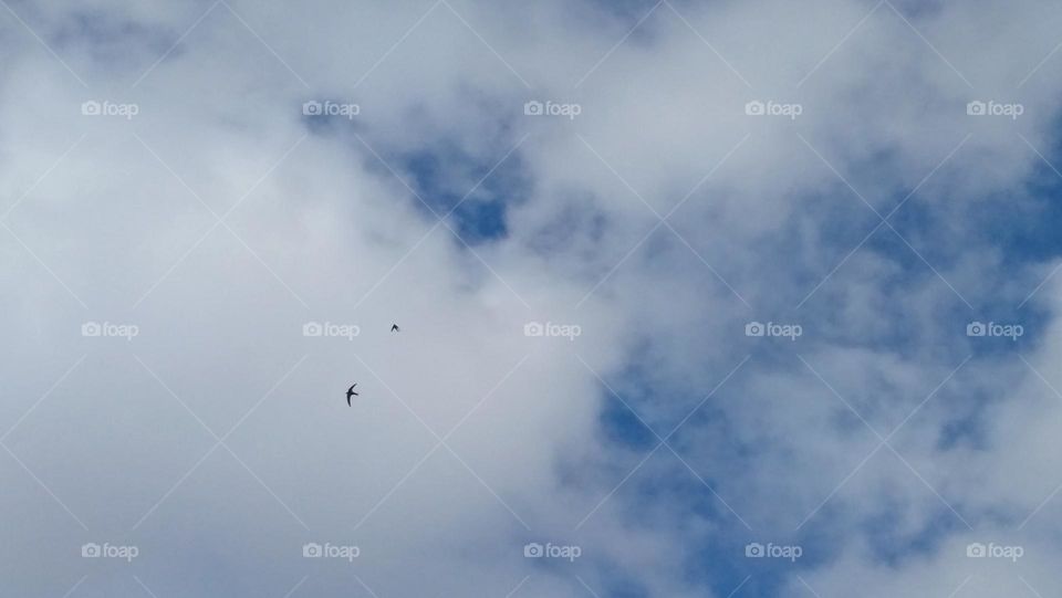 Flock of beautiful swallow bird flying across the sky.