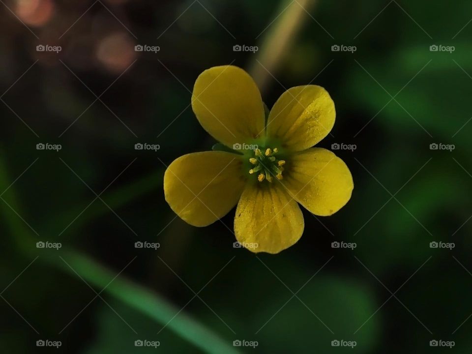 Macro photo of a summer plants