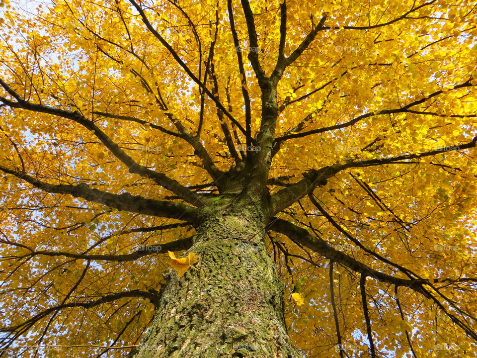 Low angle view of autumn tree