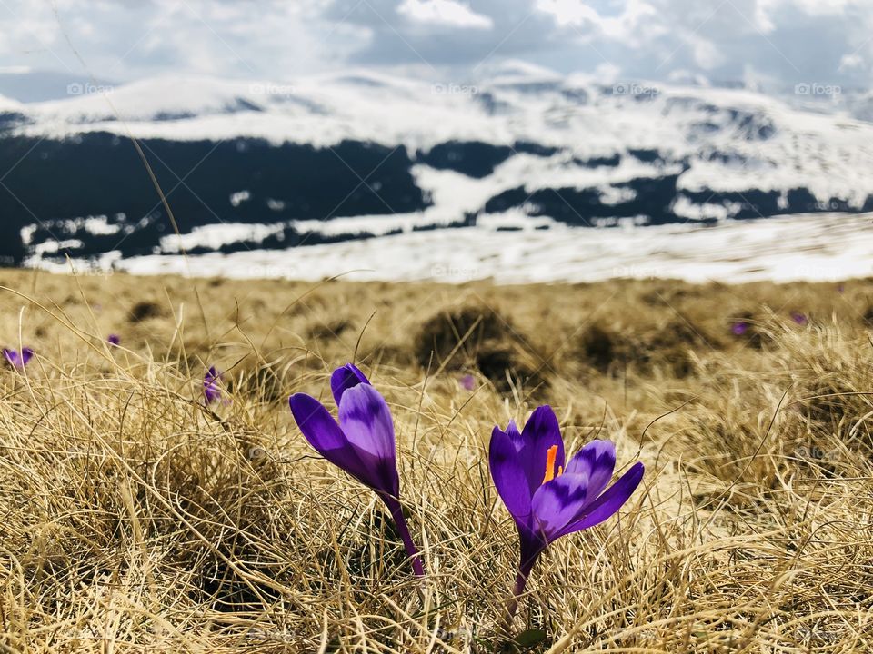 Crocuses