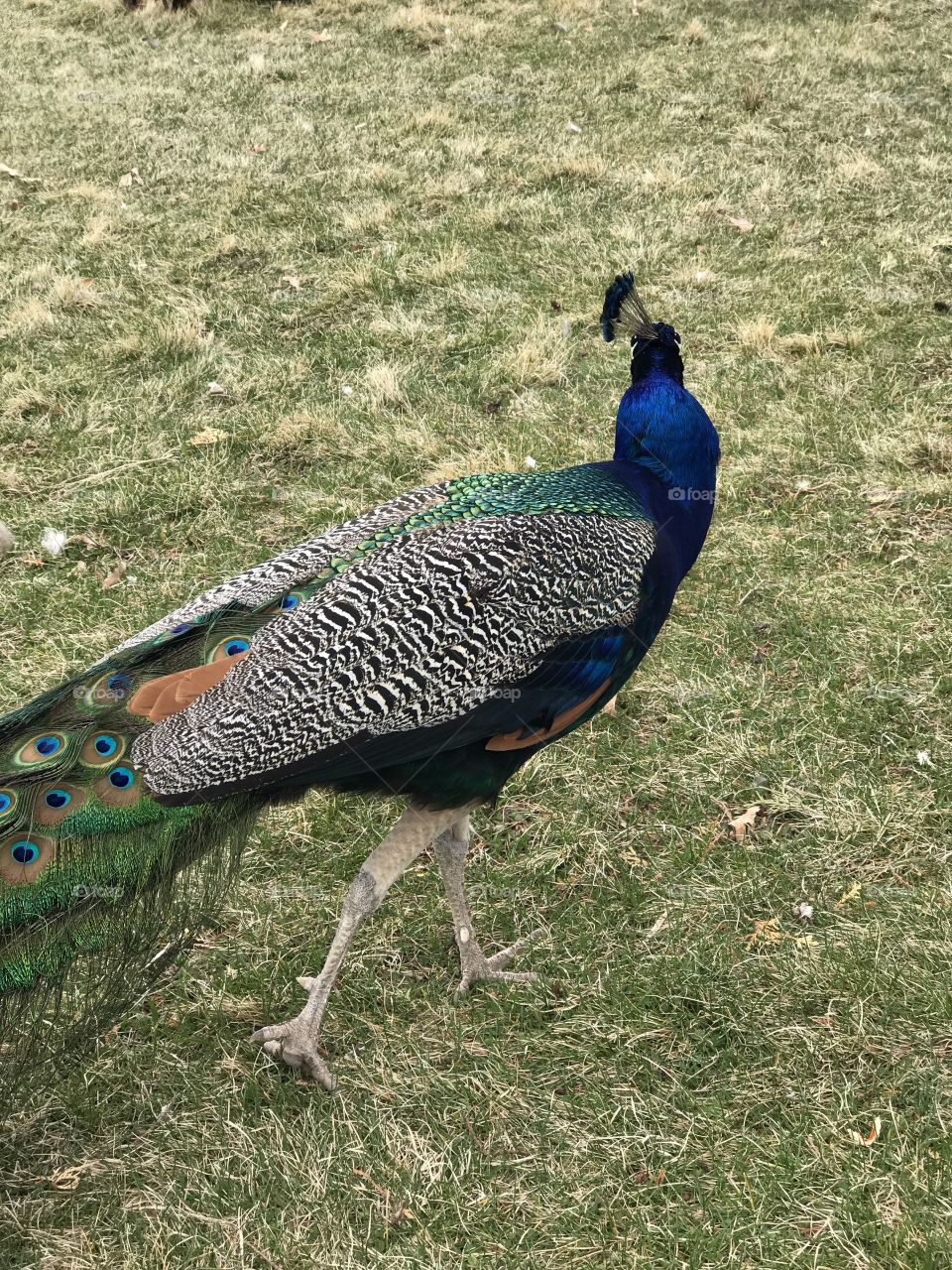 A male peacock with brilliant turquoise, blue, green, brown, black and white feathers foraging at Peterson’s Rock Garden in Central Oregon on a spring day. 