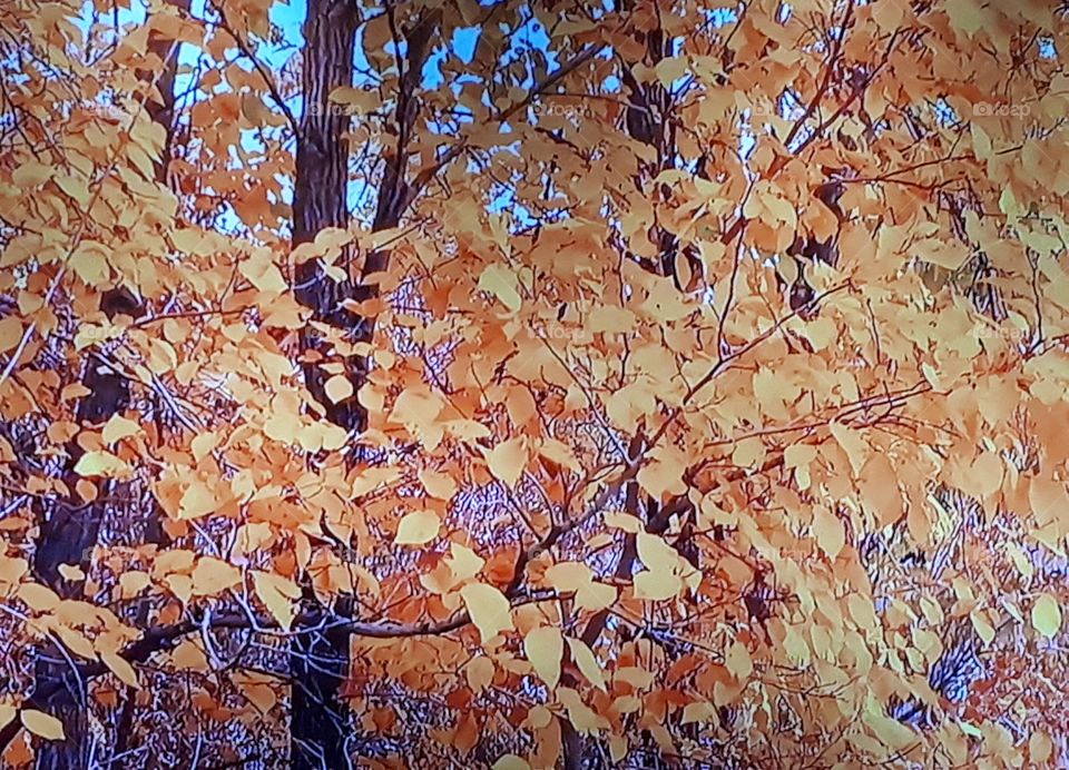 Golden  autumn