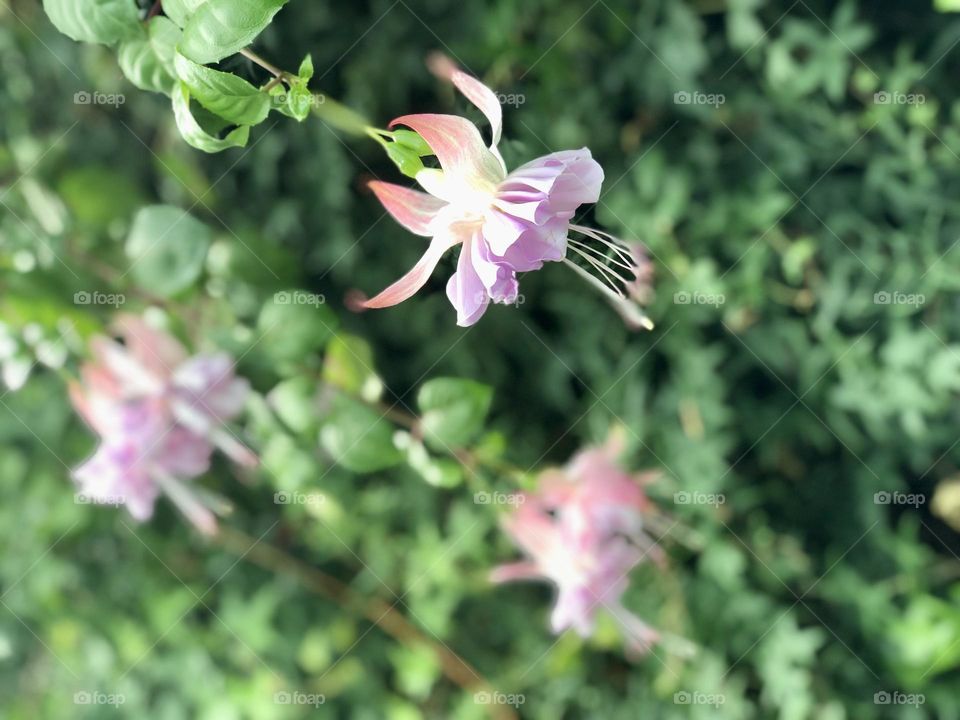 Flower amidst green 