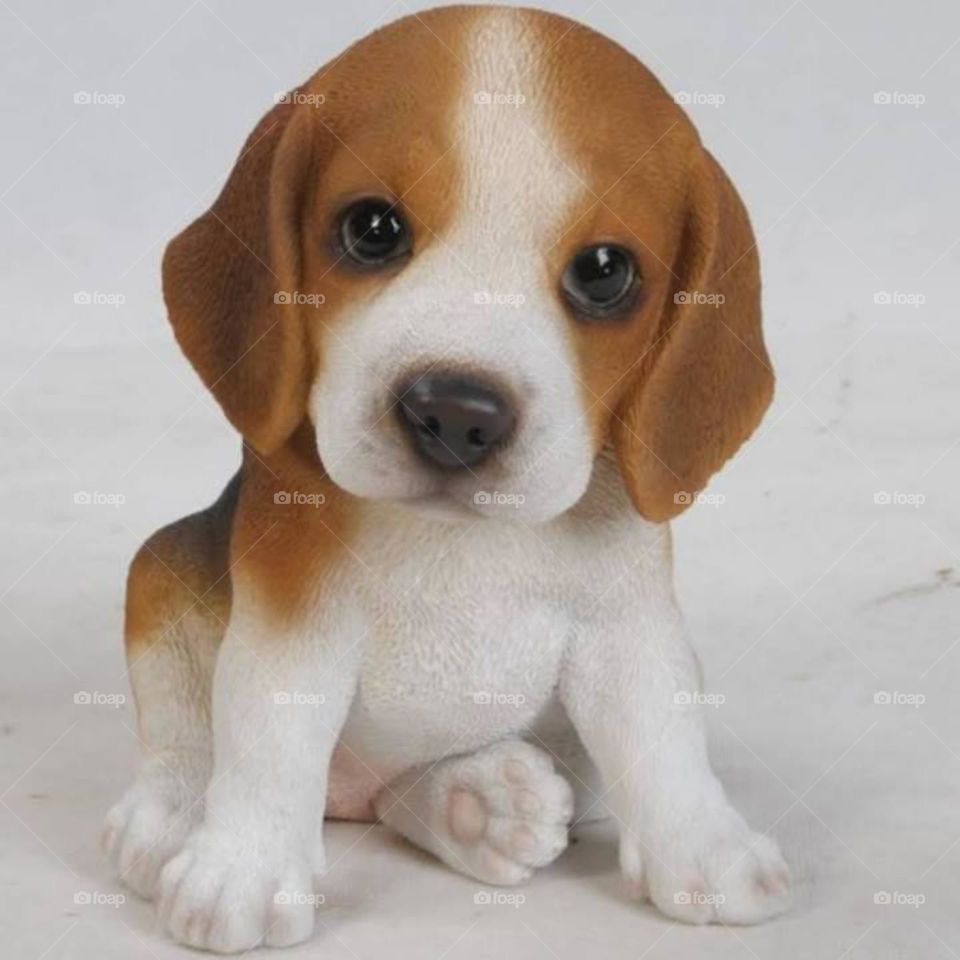 A domestic dog that is faithful , family friendly, fast , energetic, and fur is silky and smooth.