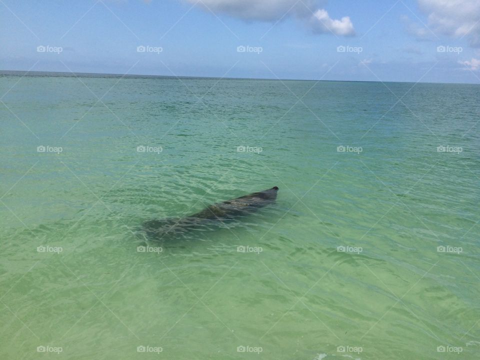 Manatee