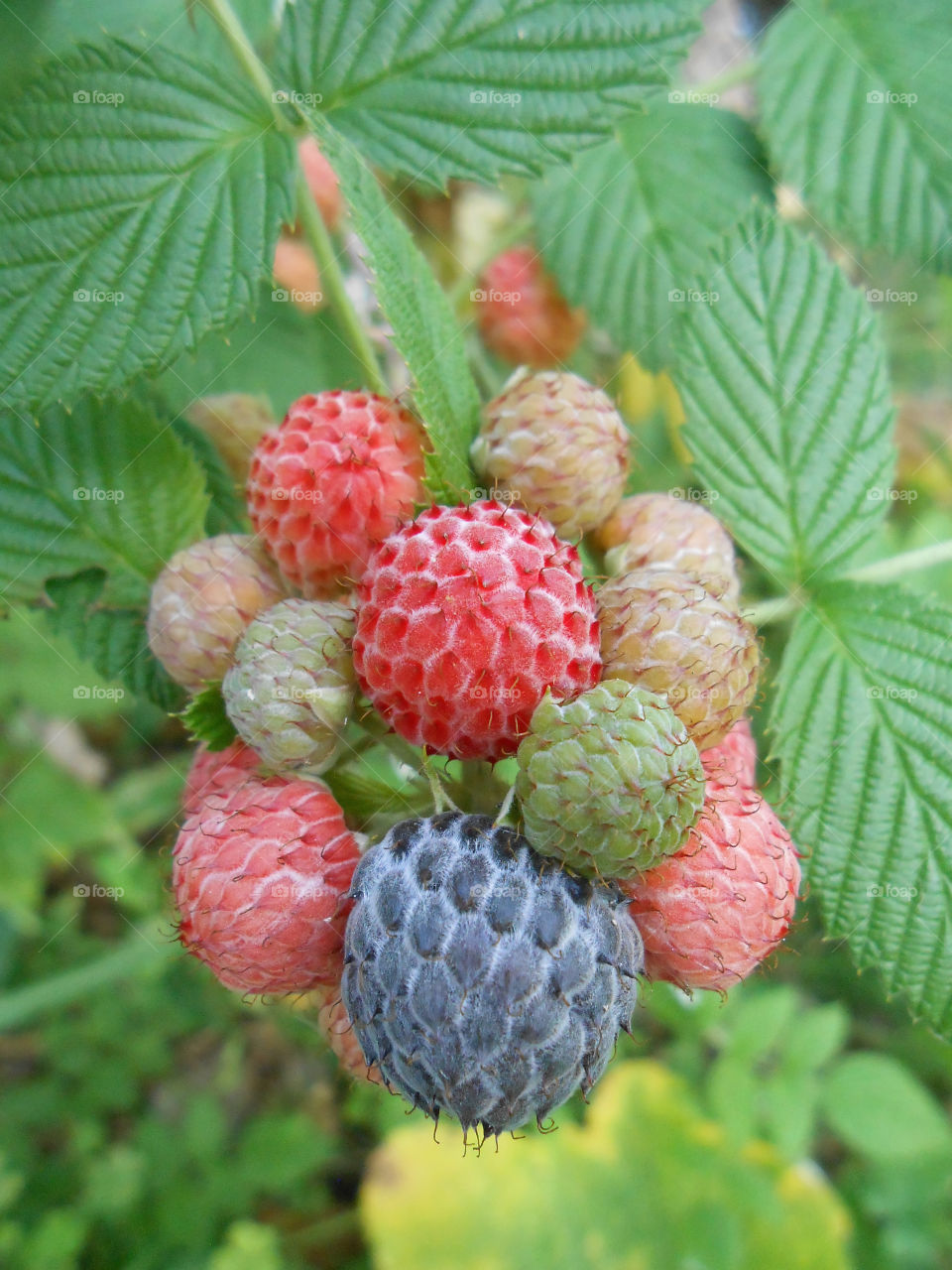 Ripe and Unripe Blackberries on Tree