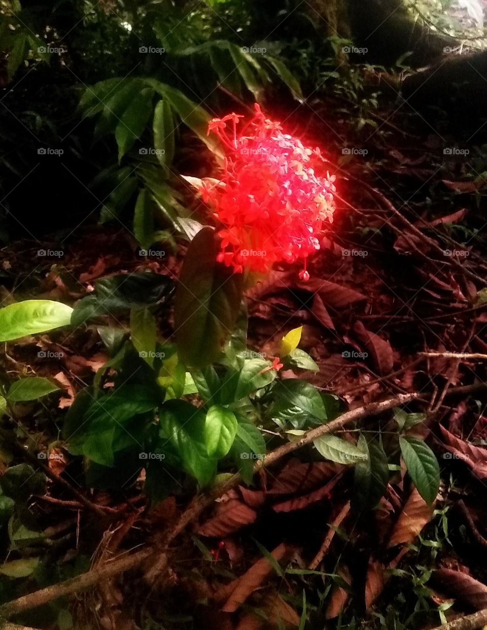 red flower