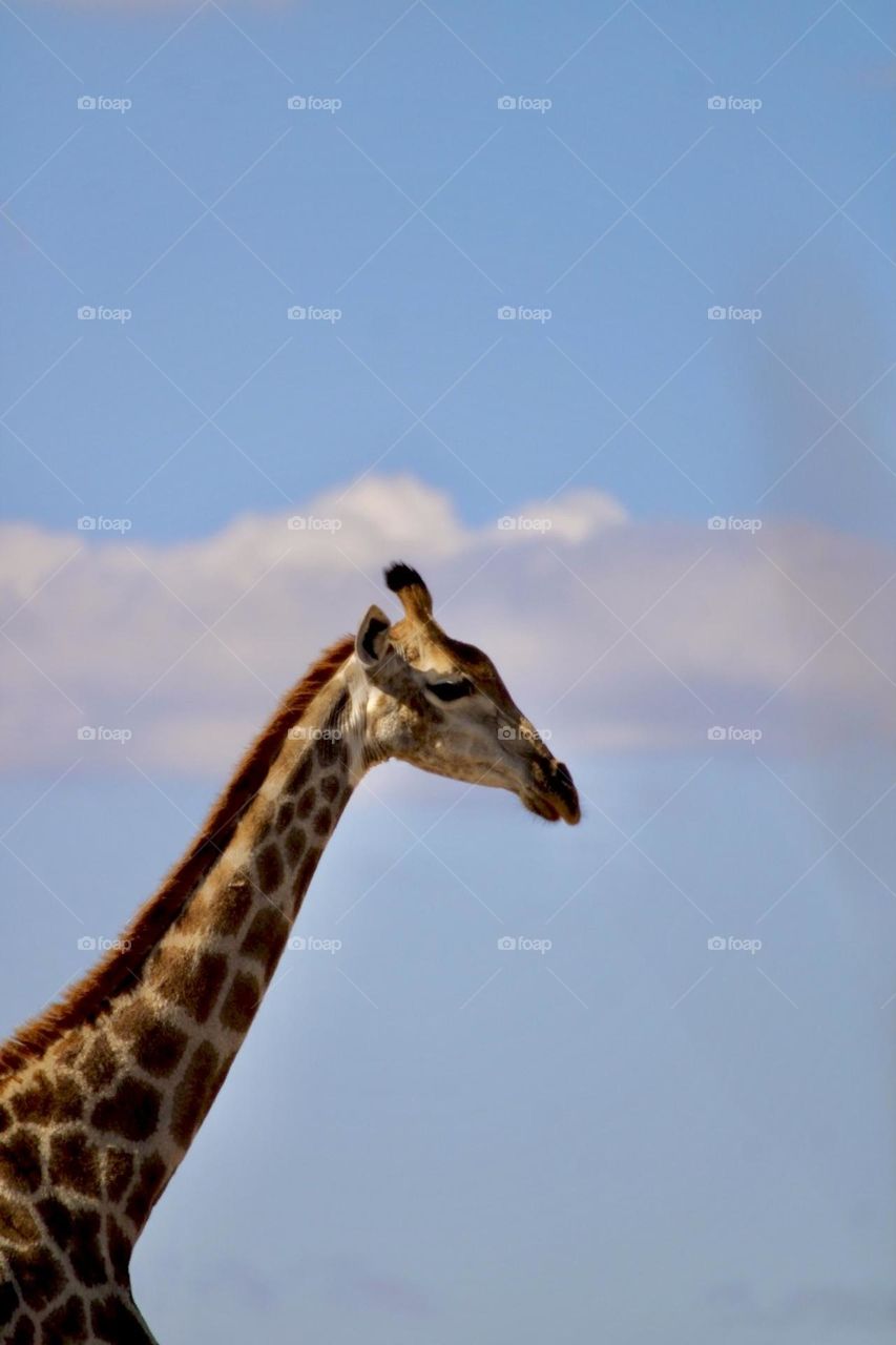 A dreamy photo of a giraffe 