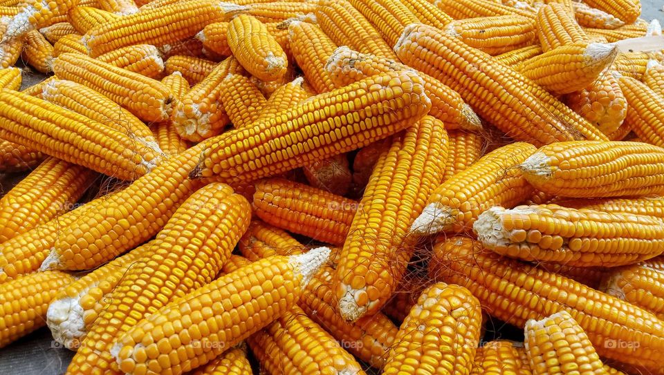 Groups of yellow corn