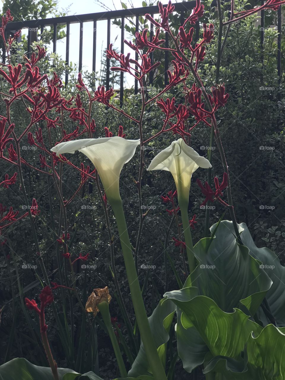 Flower, Garden, Flora, Nature, Leaf