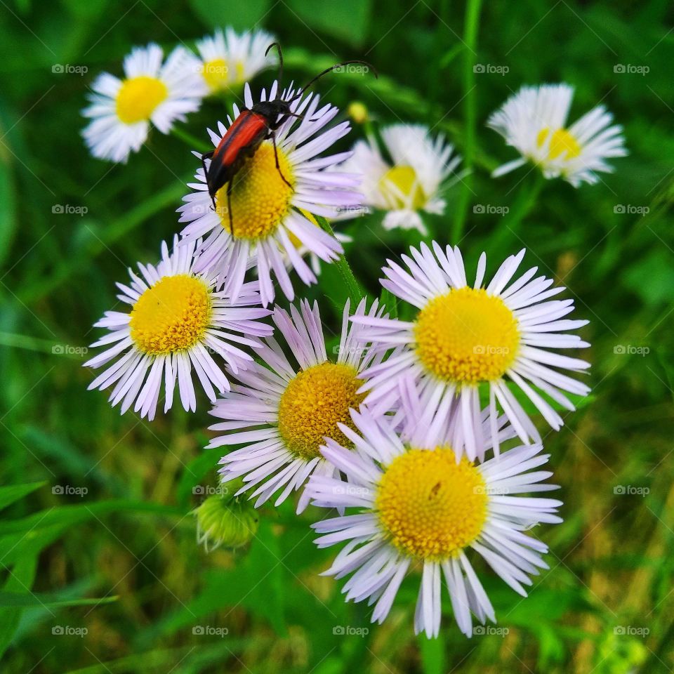 There is a red beetle on the white flowers.