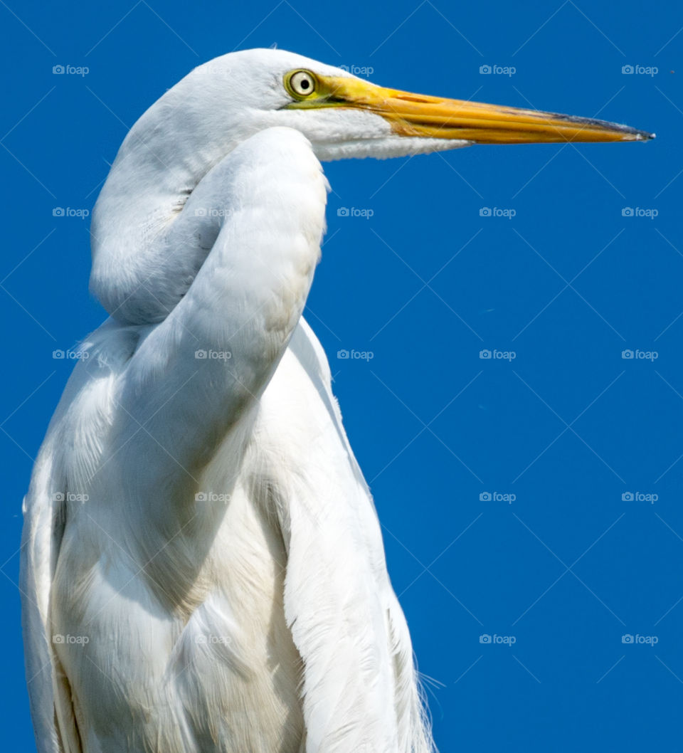 White Egret