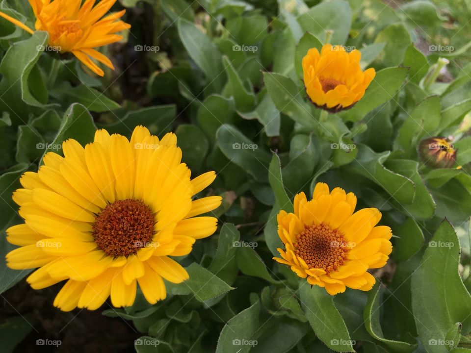 Close-up of a sunflowers