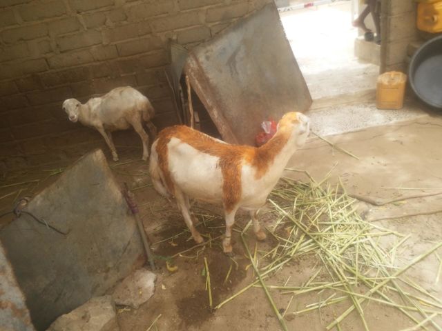 sheep