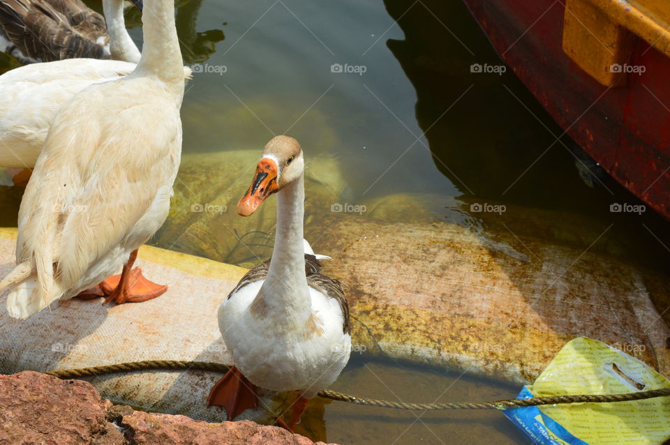 Funny duck trying to balance on the rope.