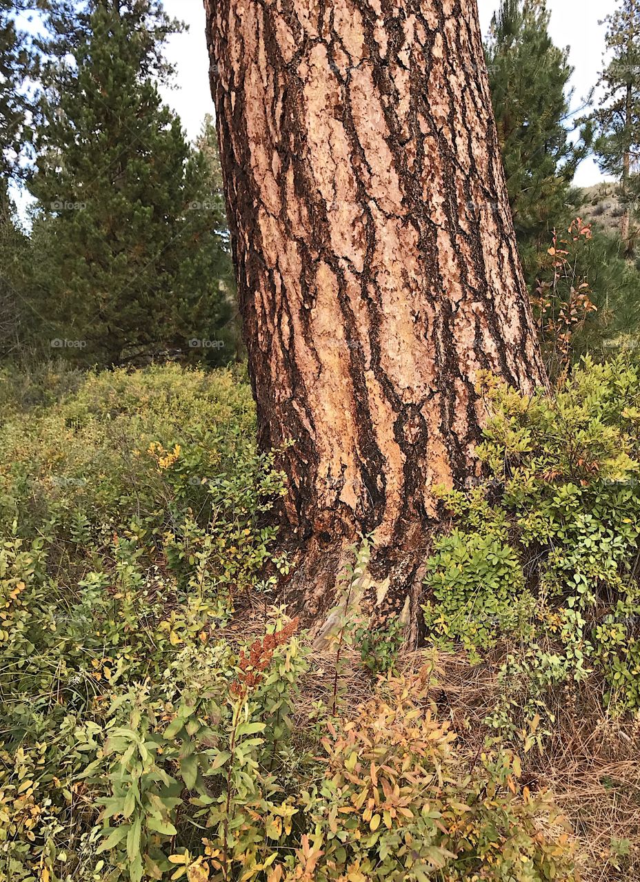 A big and beautiful ponderosa pine tree amongst the bushes in the forest in Central Oregon on a fall day. 