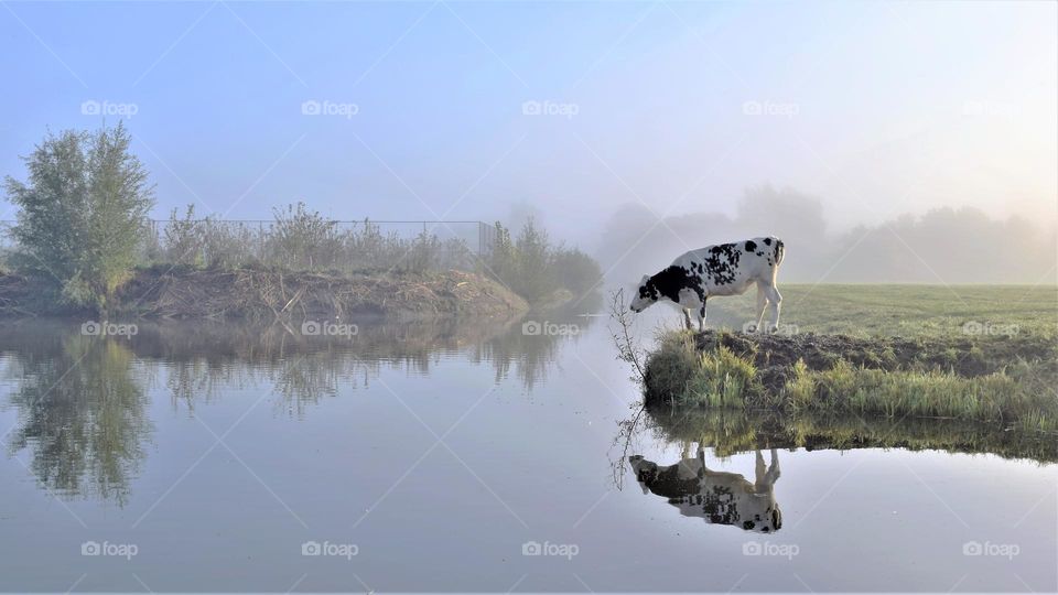 lonely cow at the corner of a foggy field reflected in the water at sunset