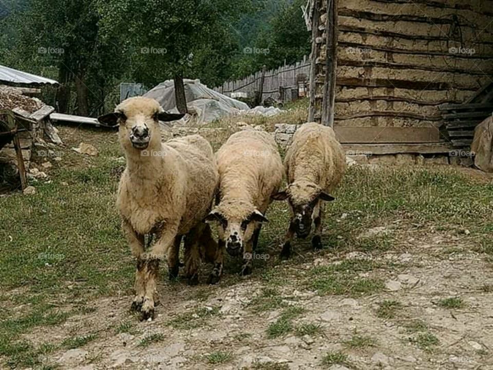 sheeps