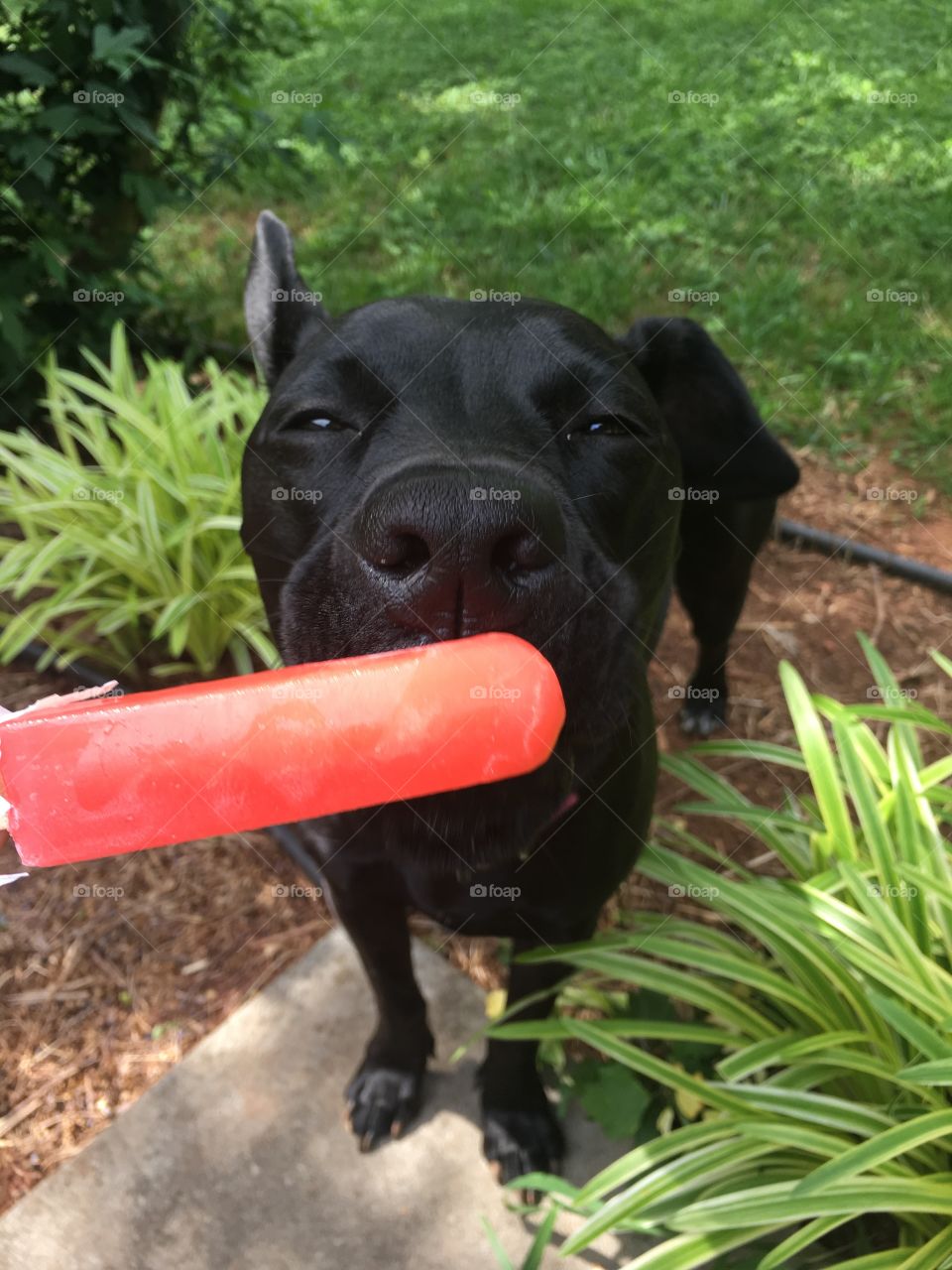 Hot days calls for popsicles 😃🍦