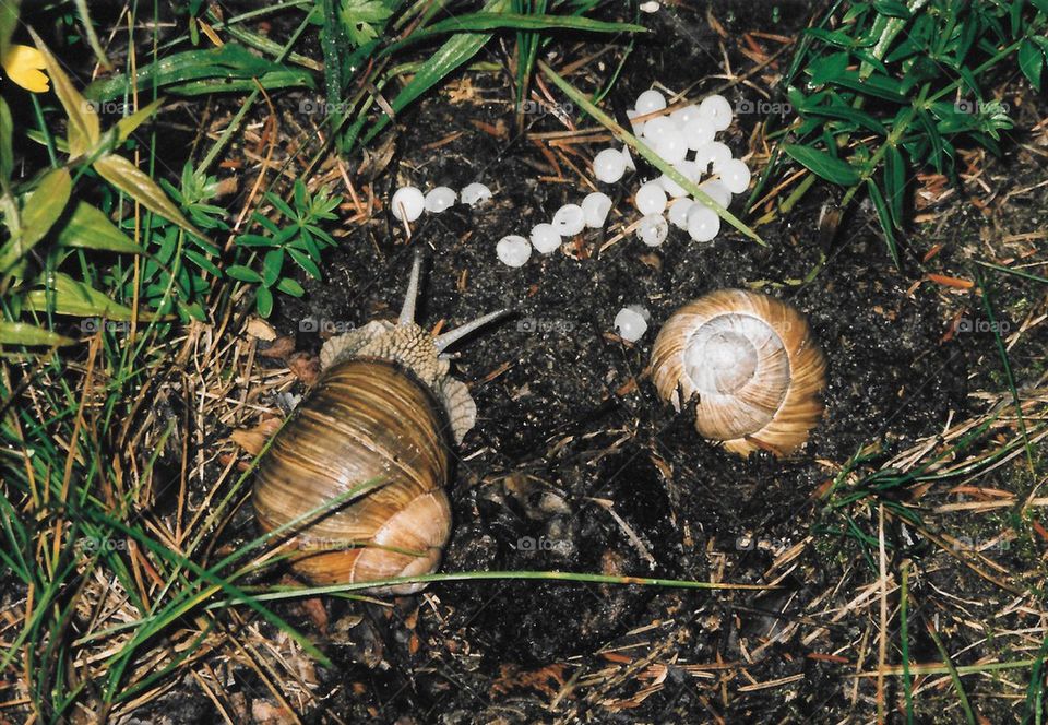 Snails laying eggs