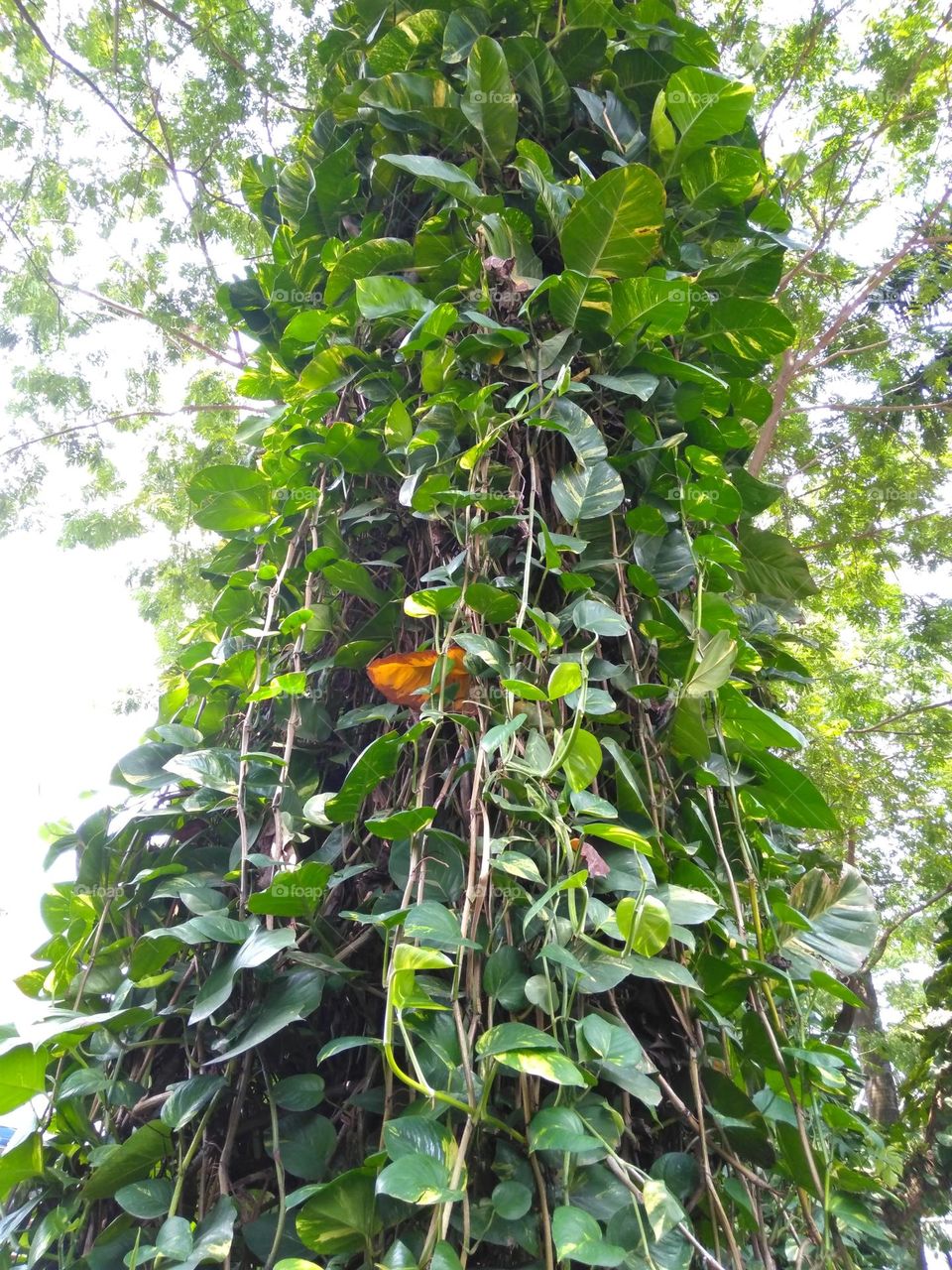 Vines grow on tree