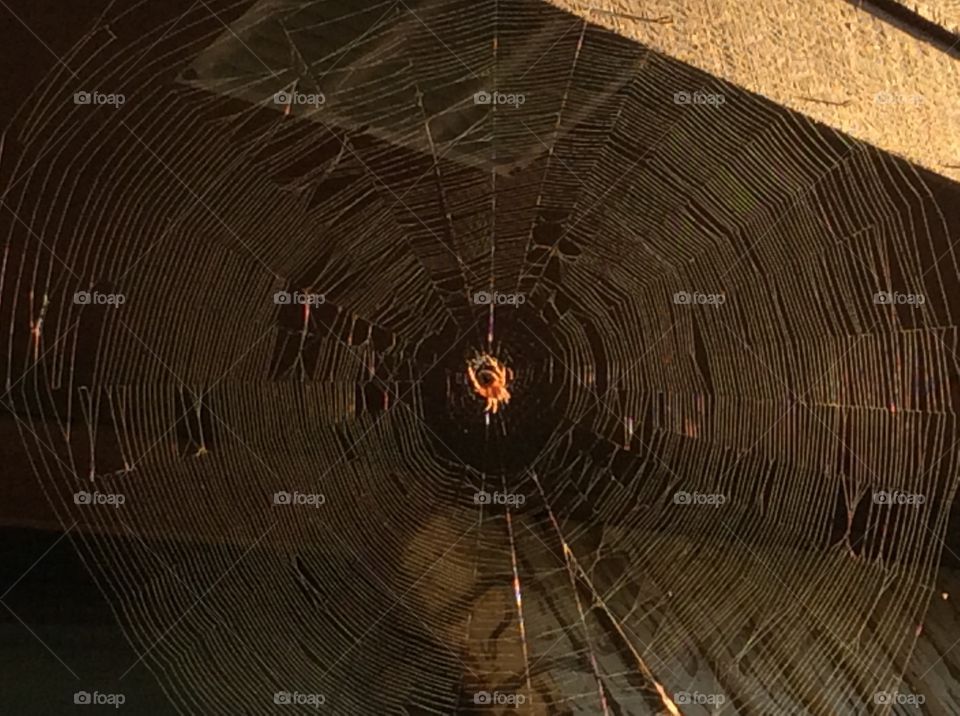 Spider web
