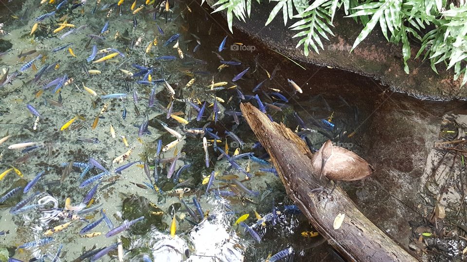 A beautifully feathered brown bird peers out over the water in search of his afternoon snack at Animal Kingdom at the Walt Disney World Resort in Orlando, Florida.