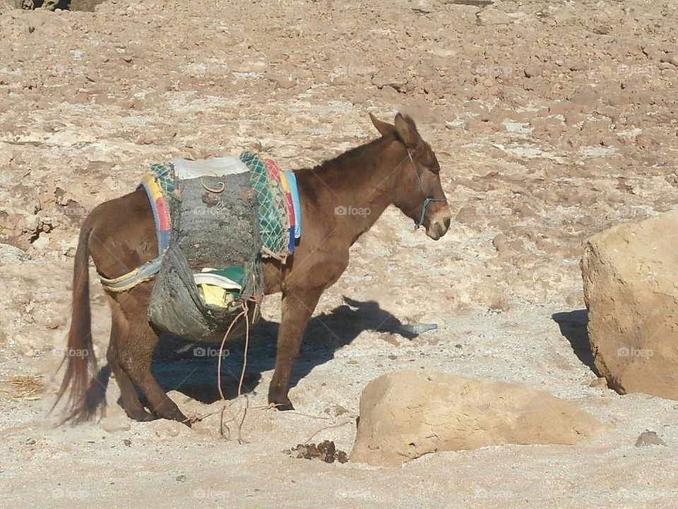 a donkey near the beach.