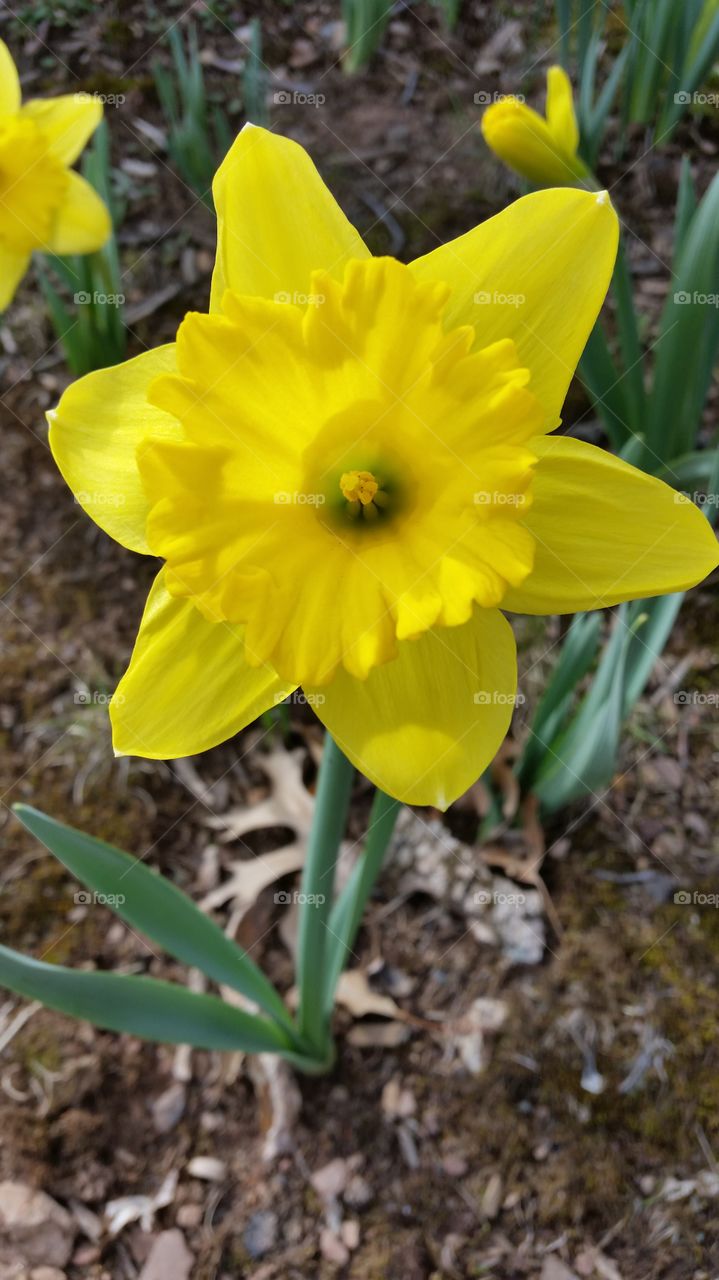 Daffodil