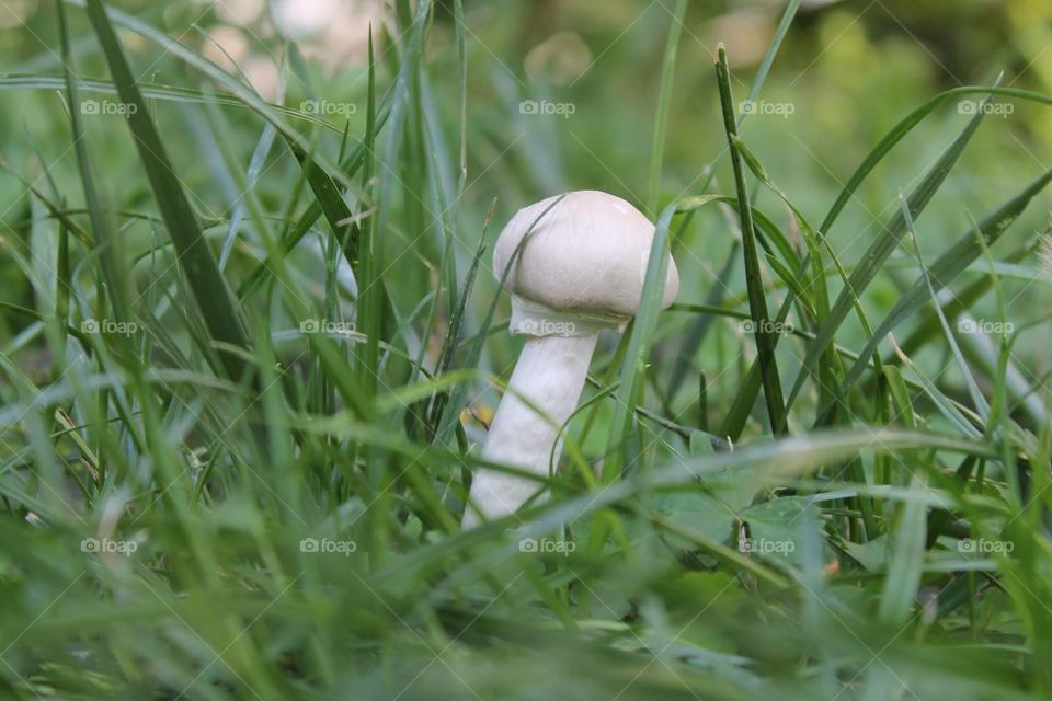 Mushroom