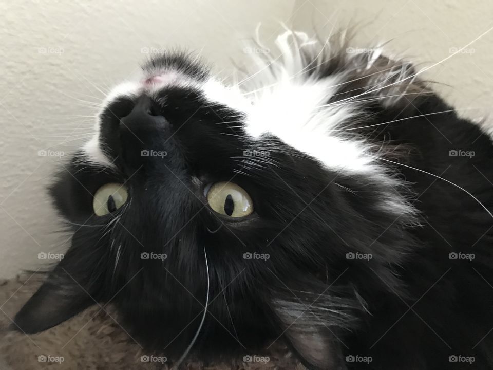 Cat laying upside down