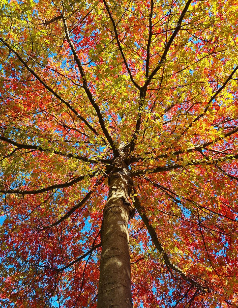 When you look up to the trees in autumn it's magical to see the beautiful colors of the leafs in the tree..so warming.