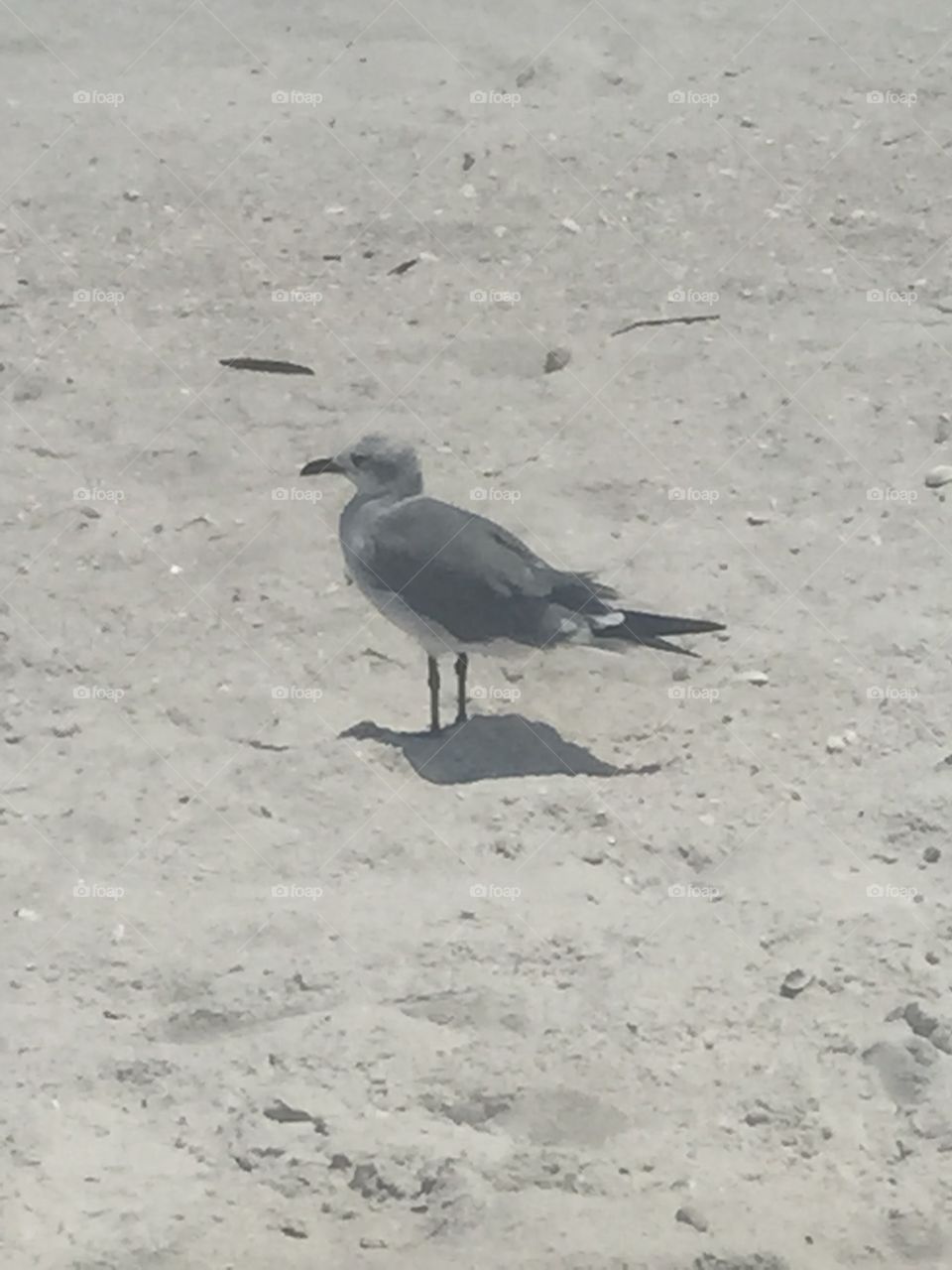 Seagull in sand