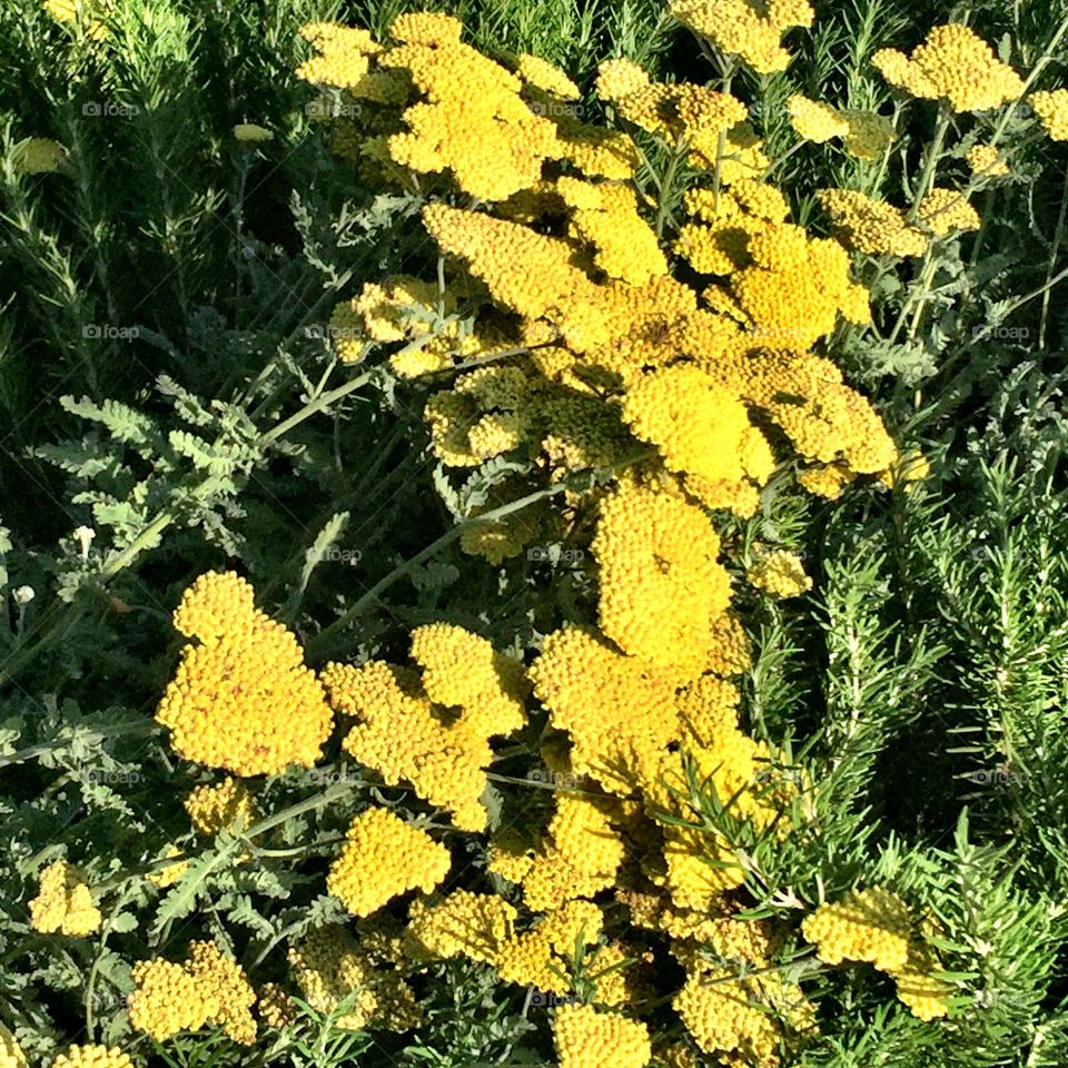 Golden yarrow