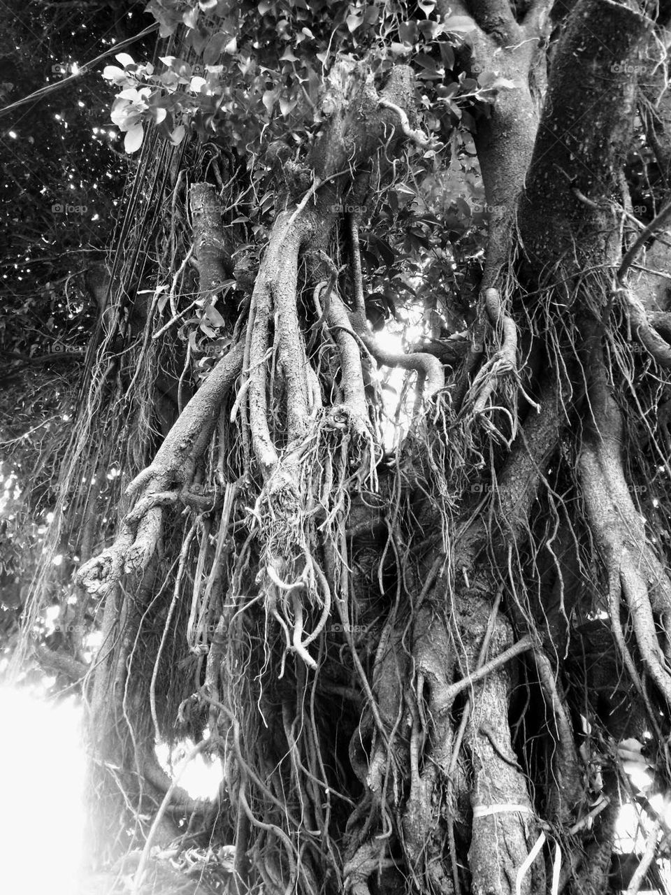 Bnyan tree roots