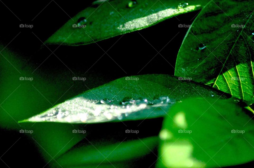 --On the green leaf ....