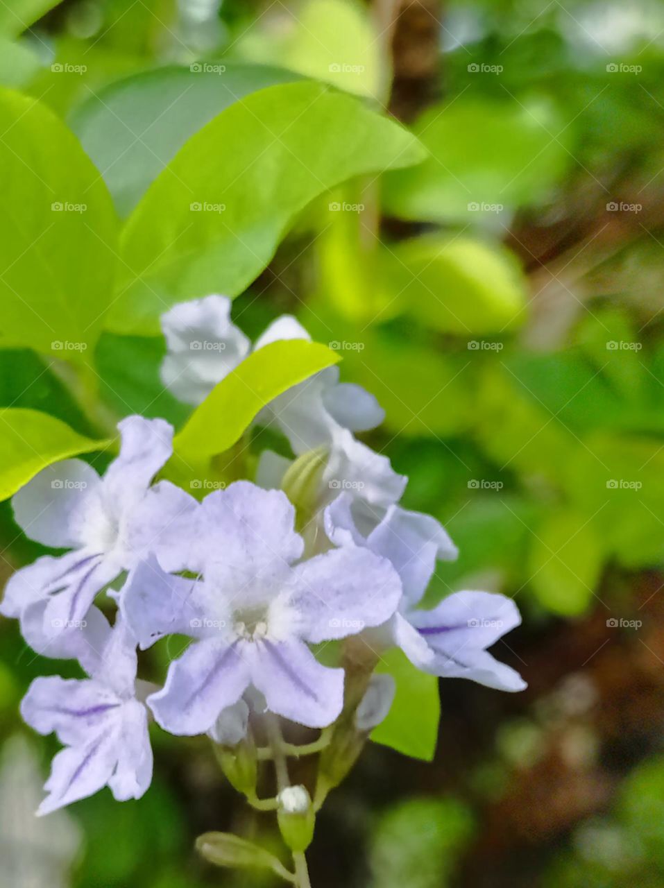 small people flowers. / pequeñas flores lila