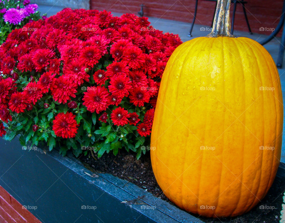 Two traditional Fall symbols: a bright orange pumpkin and deep red mums.