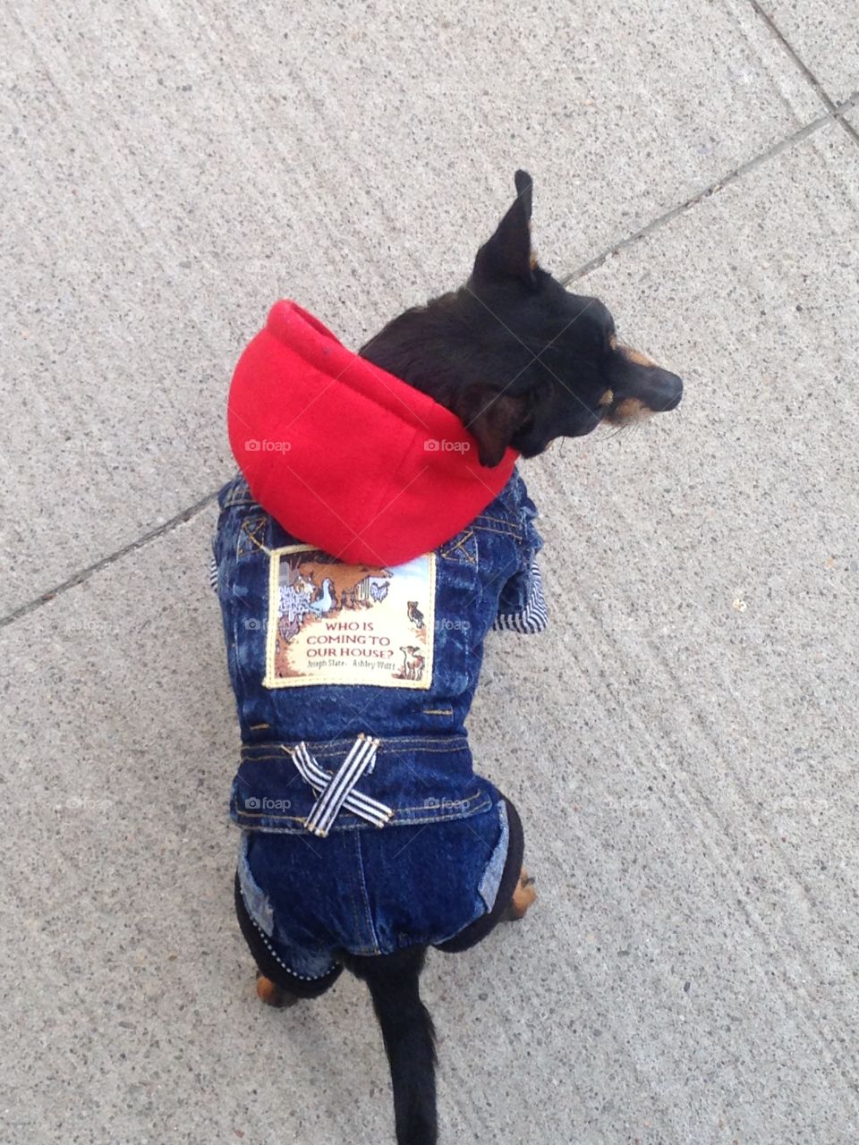 Chihuahua in jeans 