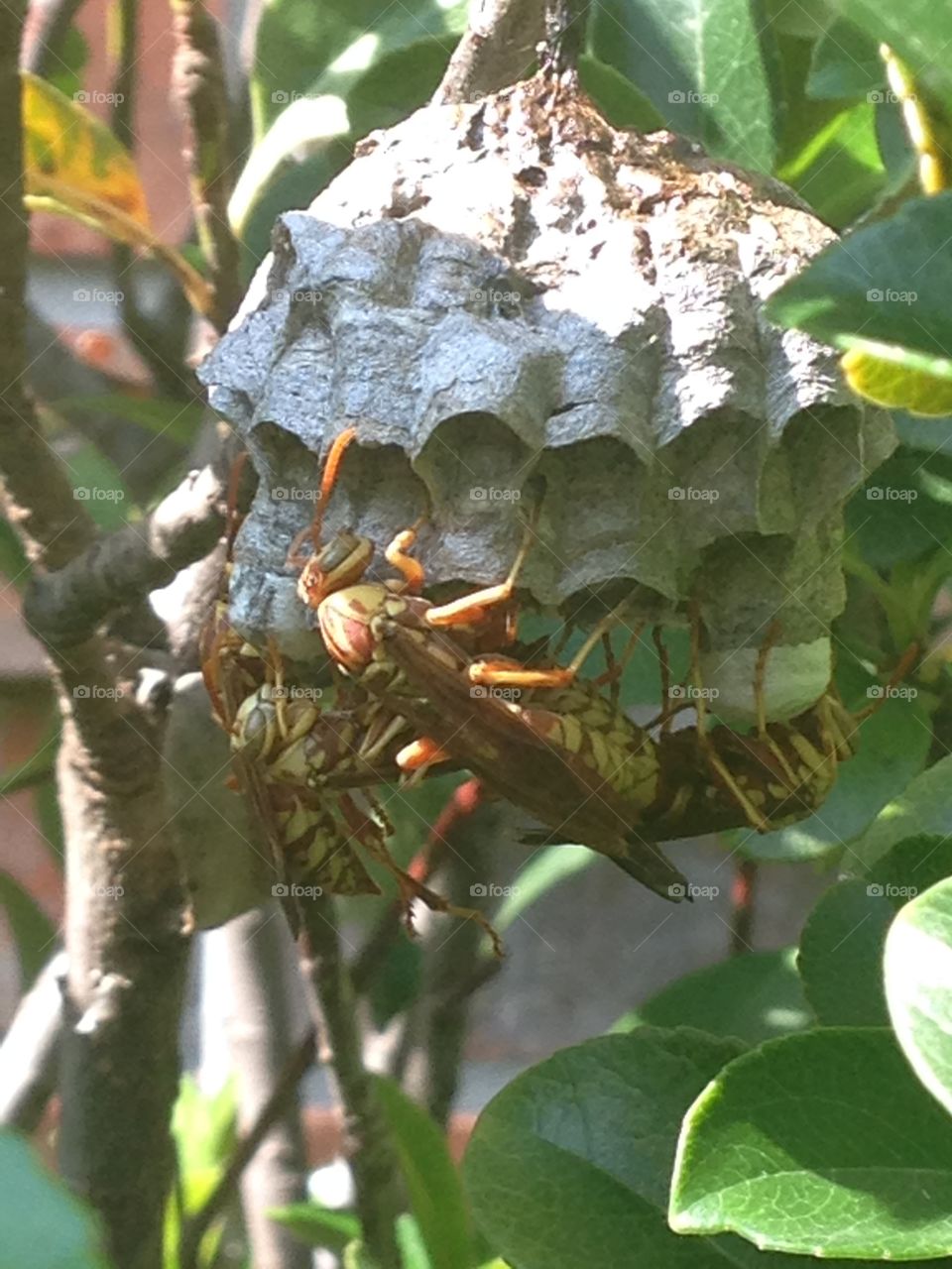 Hidden stingers. Wasp nest in bushes