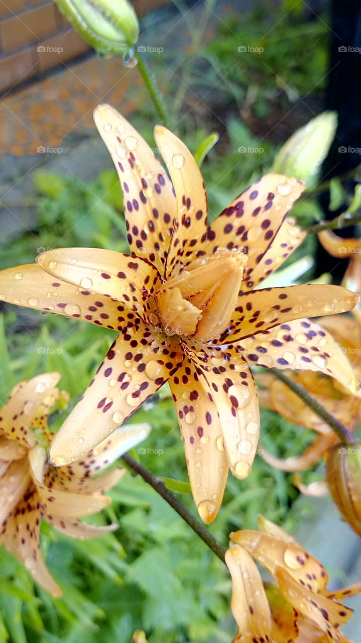 lilies after the rain. raindrops.