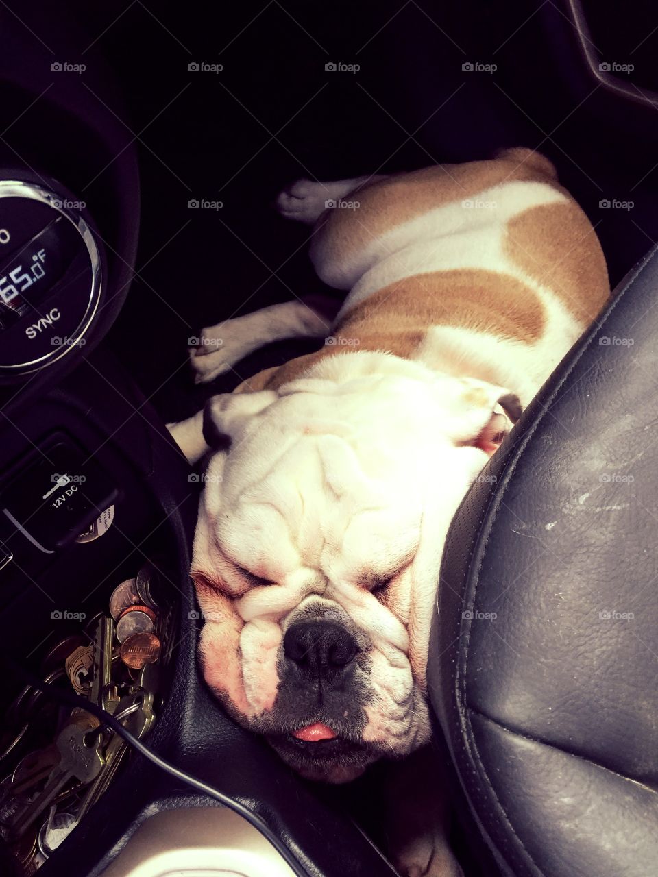 Hazel napping bulldogee stile 