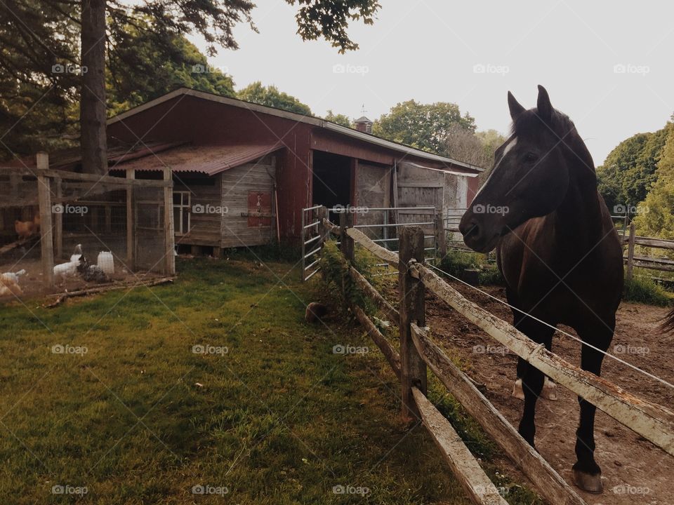 Horse and it's barn