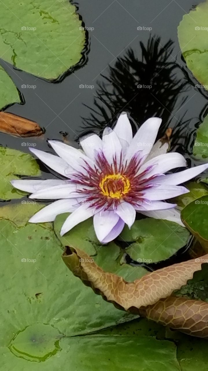 Purple water lilly..