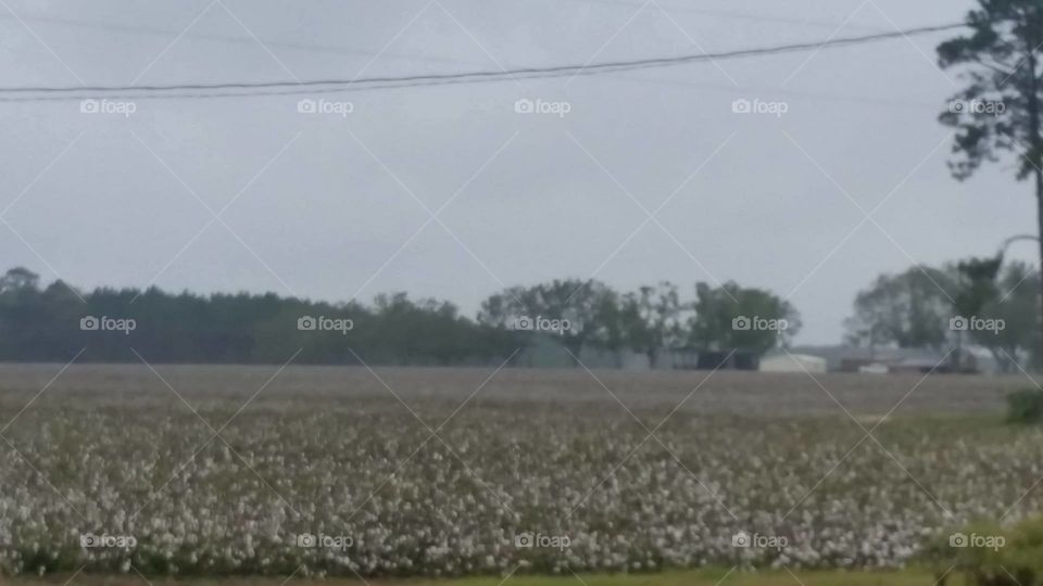 mist filled cotton field